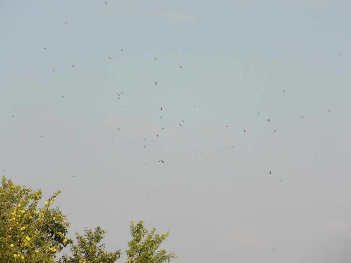 Swallow-tailed Kite - ML623420347