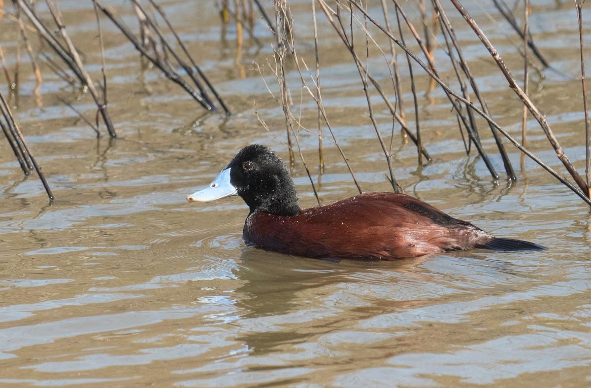 Blue-billed Duck - ML623420355