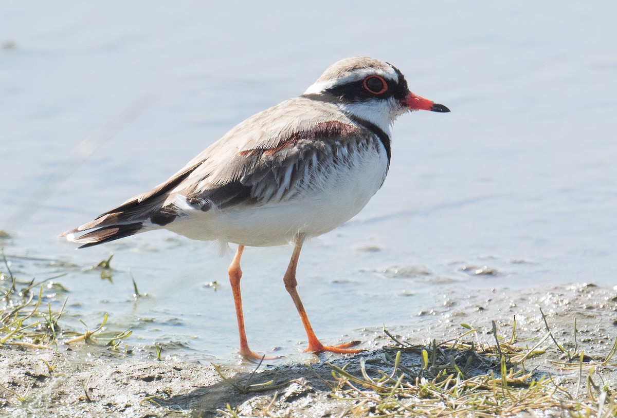 Black-fronted Dotterel - ML623420360