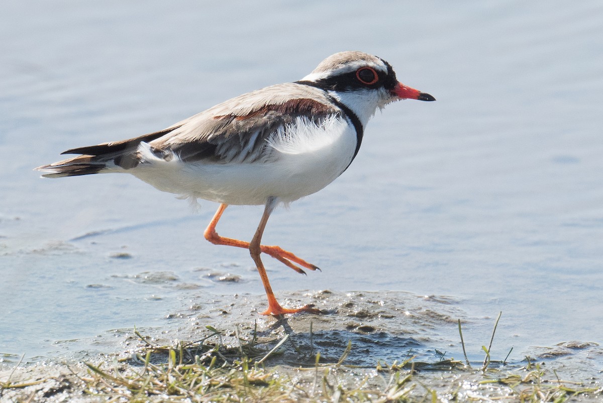 Black-fronted Dotterel - ML623420363