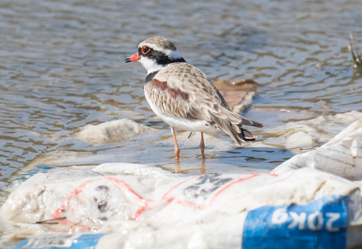 Black-fronted Dotterel - ML623420365