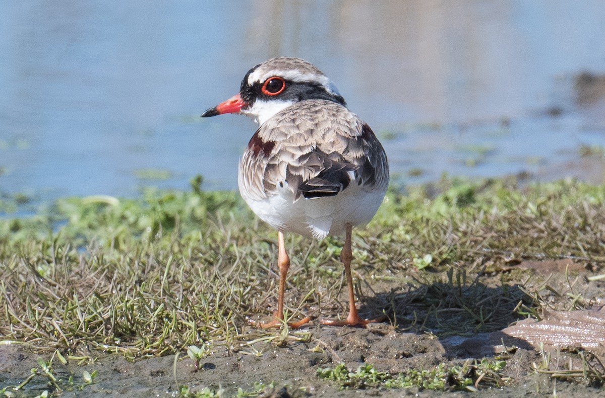 Black-fronted Dotterel - ML623420366