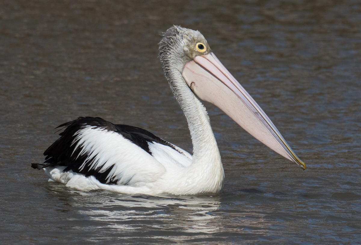 Australian Pelican - ML623420367