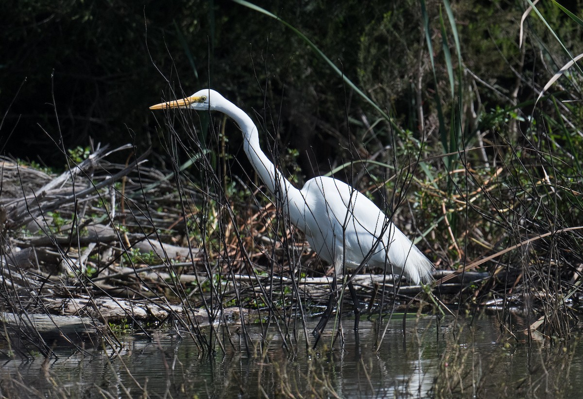 Great Egret - John Daniels