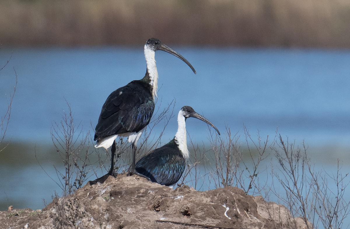 Straw-necked Ibis - ML623420369