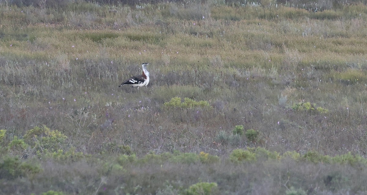 Denham's Bustard - ML623420371