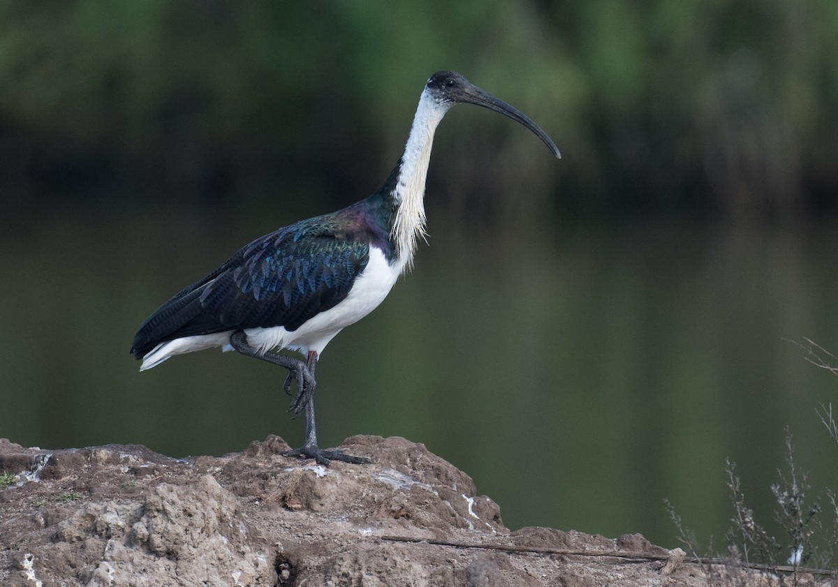 Straw-necked Ibis - ML623420372