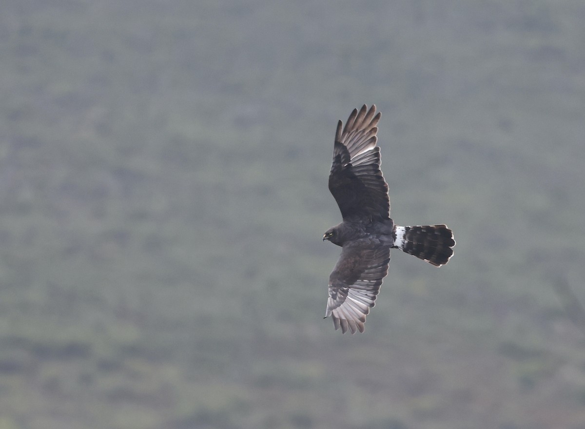 Black Harrier - ML623420373