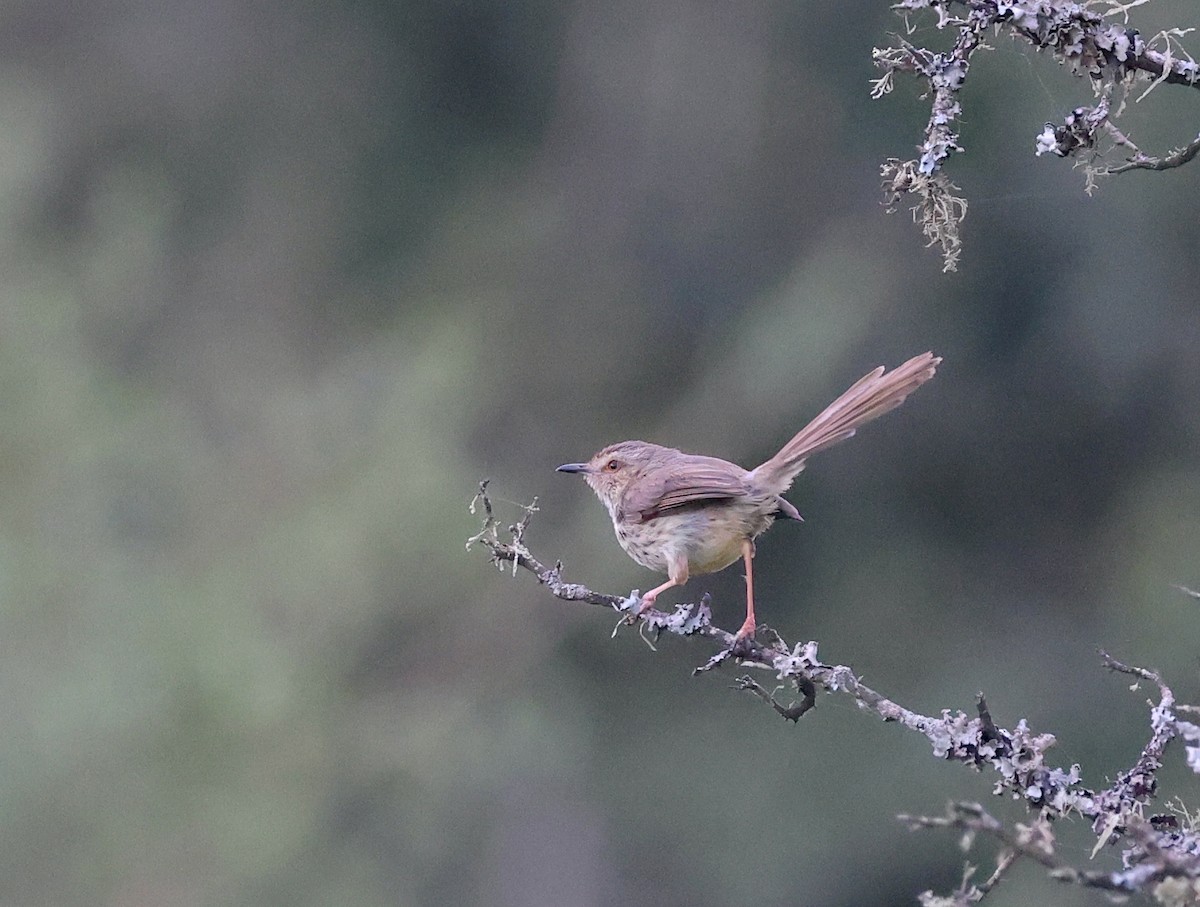 Karoo Prinia - ML623420381