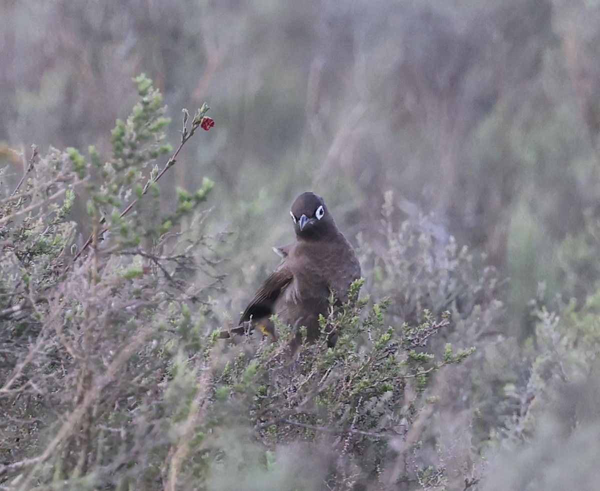 Cape Bulbul - ML623420382