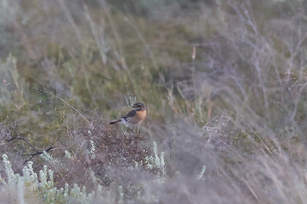 African Stonechat - ML623420387