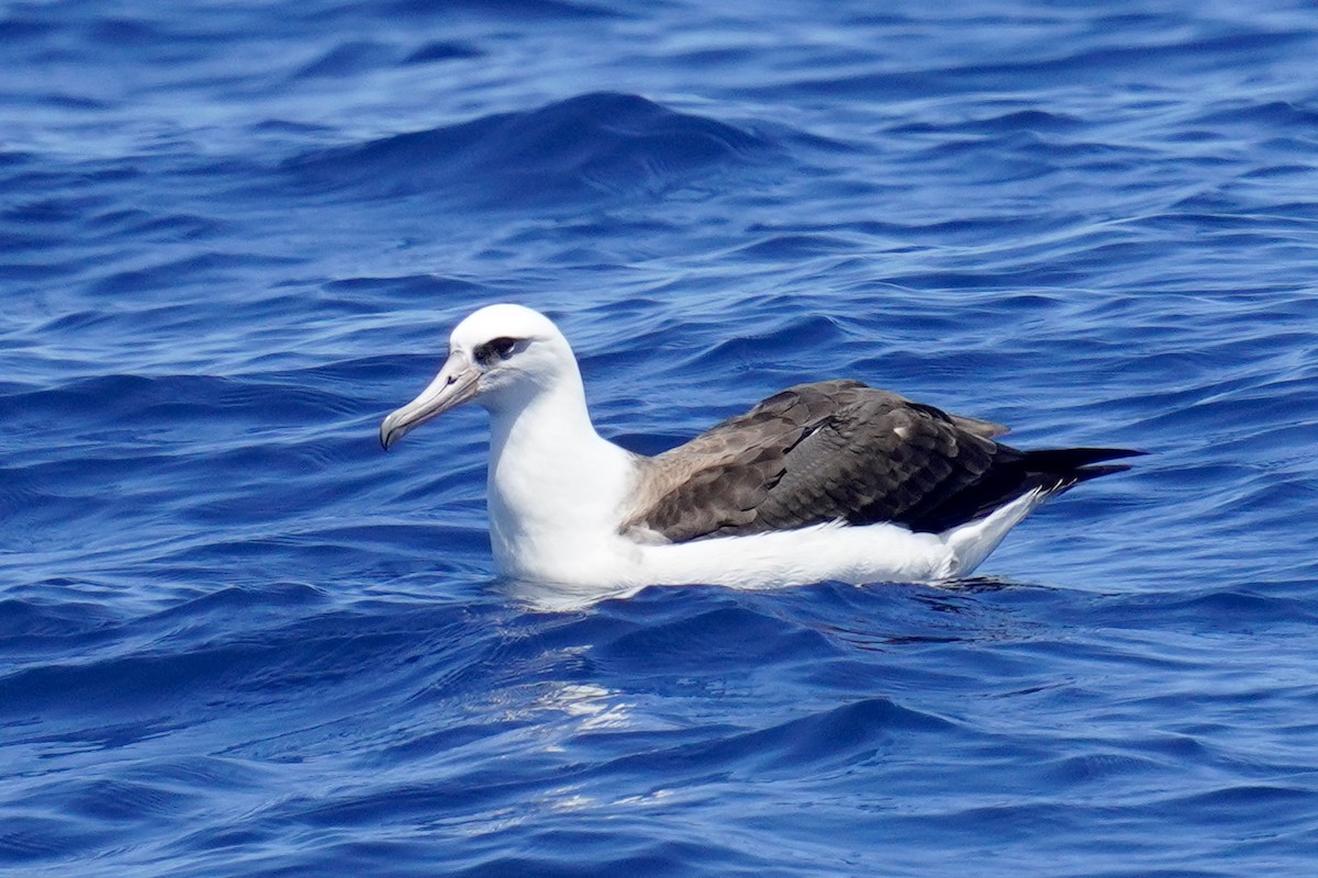 Laysan Albatross - ML623420421