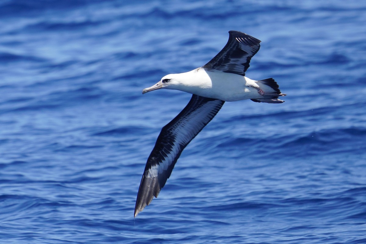 Laysan Albatross - ML623420422