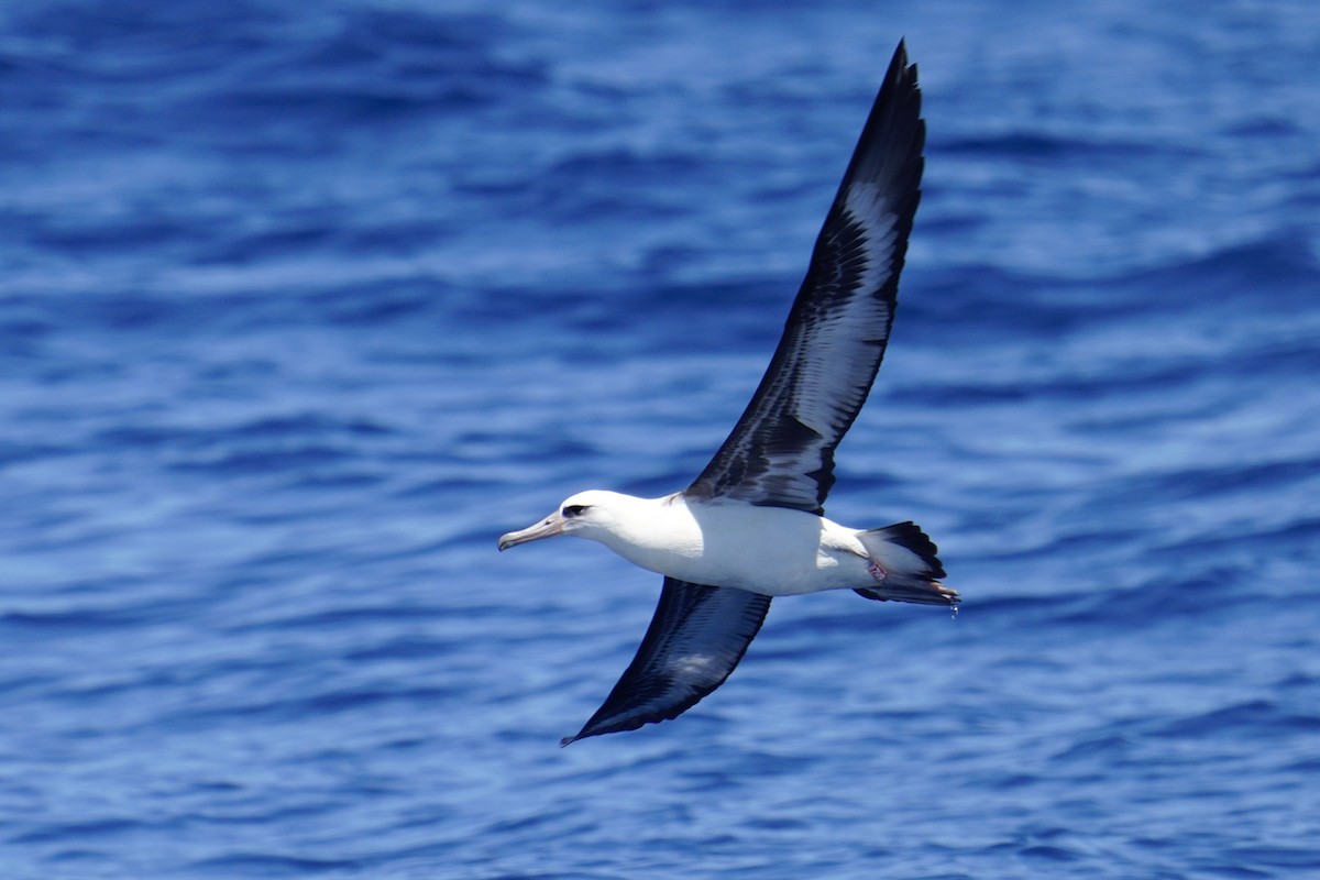 Laysan Albatross - ML623420424