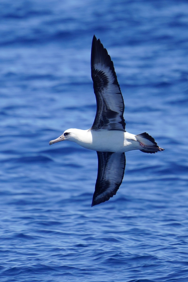 Laysan Albatross - ML623420429