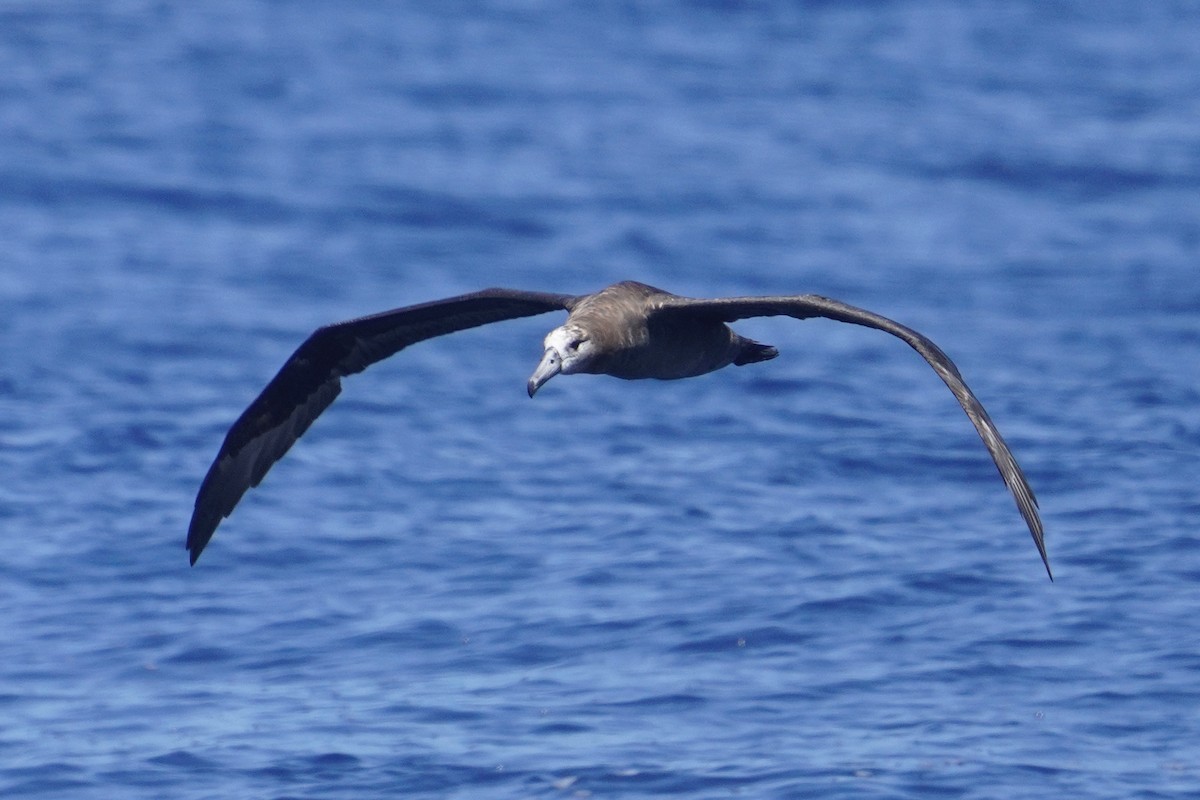 Black-footed Albatross - ML623420430