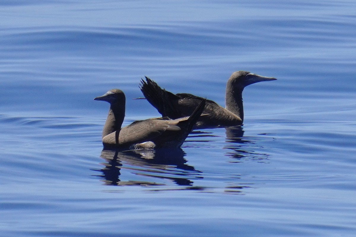 Brown Booby - ML623420432