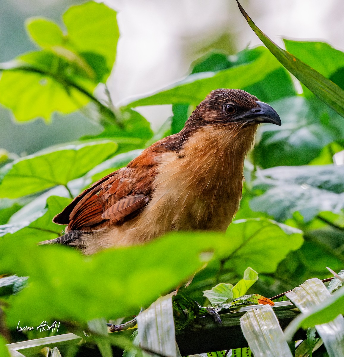 Senegal Coucal - ML623420456