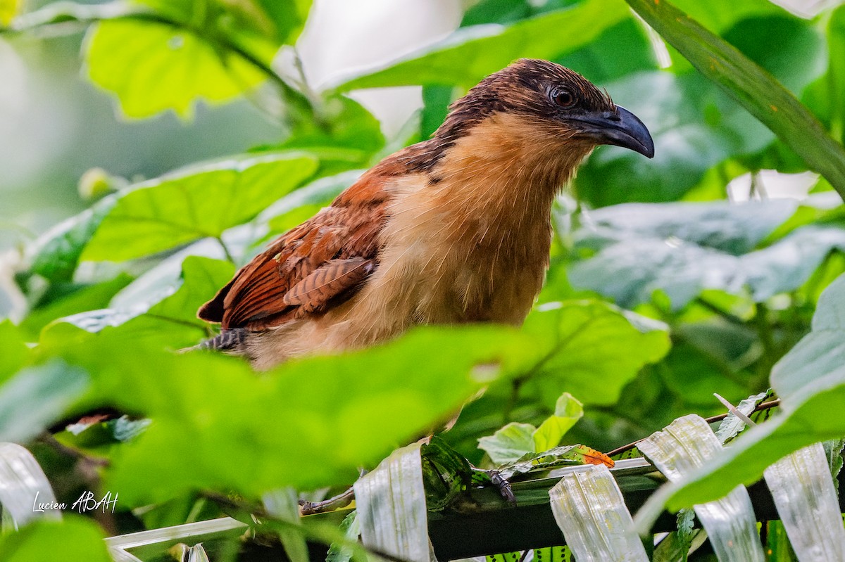 Senegal Coucal - ML623420457