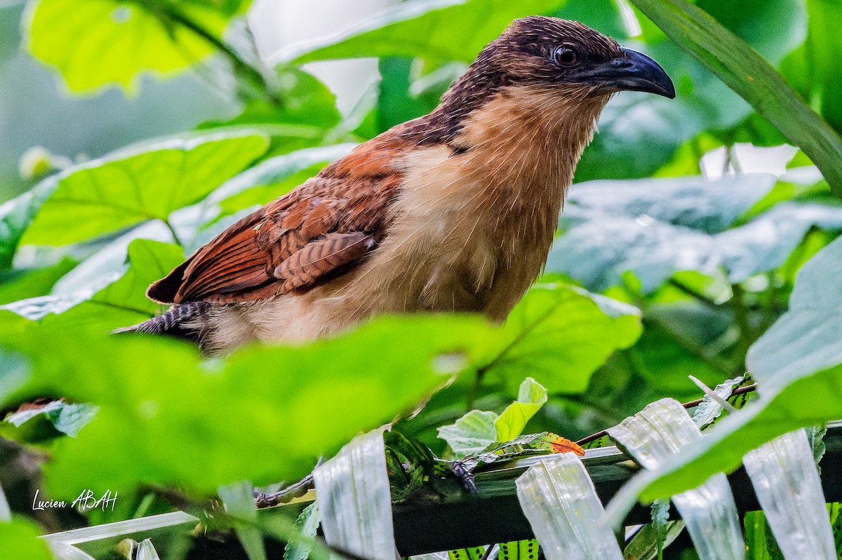 Senegal Coucal - ML623420458