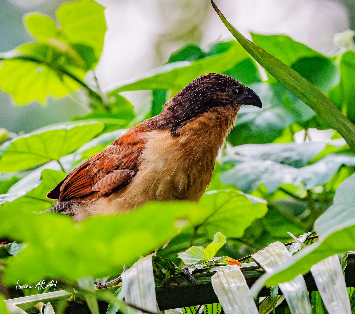 Senegal Coucal - ML623420459