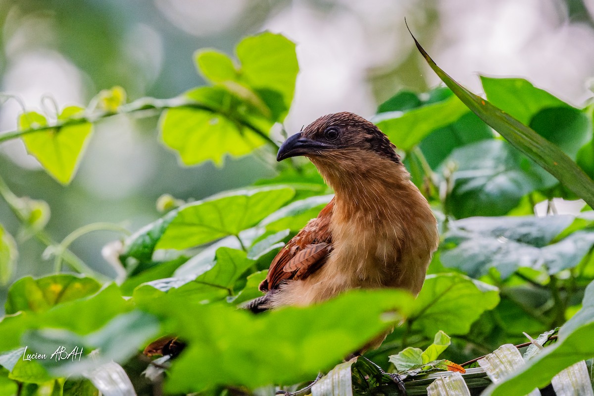 Senegal Coucal - ML623420460