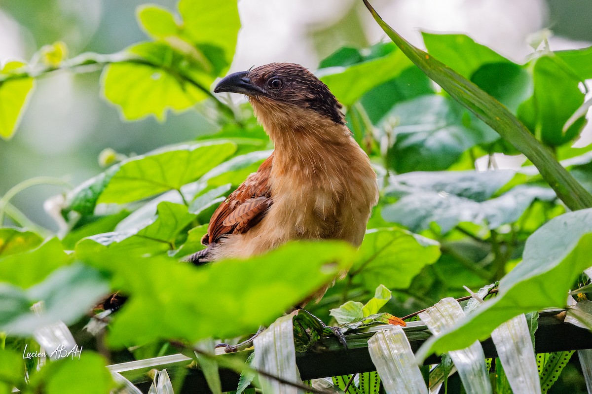 Senegal Coucal - ML623420461