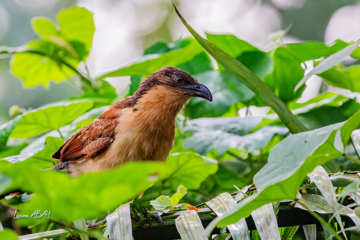 Senegal Coucal - ML623420462