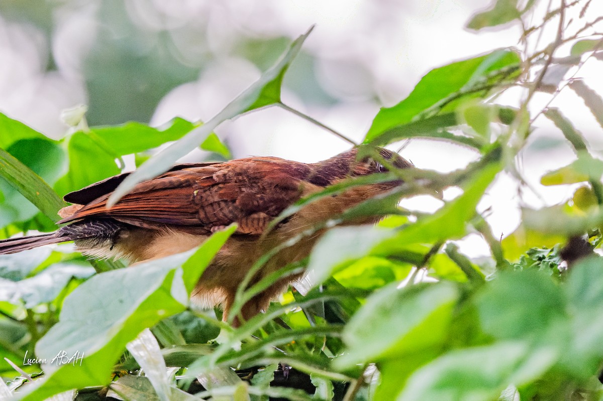 Senegal Coucal - ML623420463