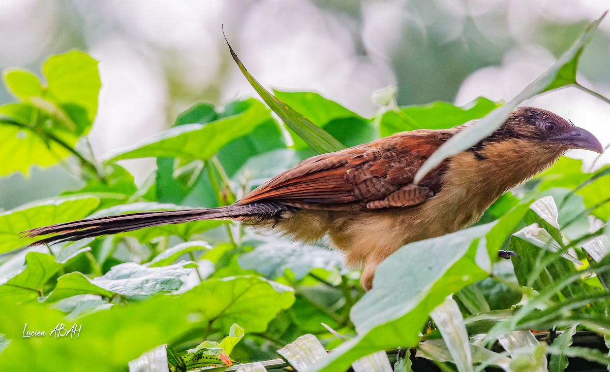 Senegal Coucal - lucien ABAH