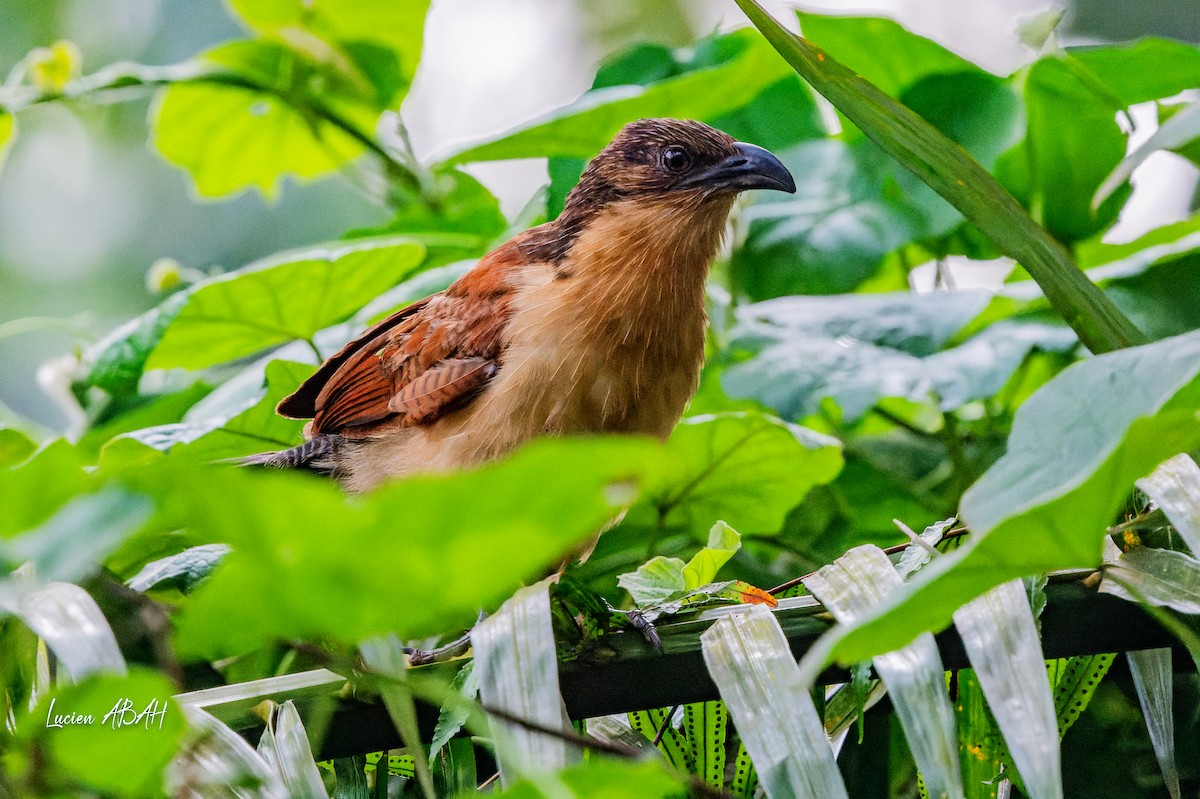 Senegal Coucal - ML623420465