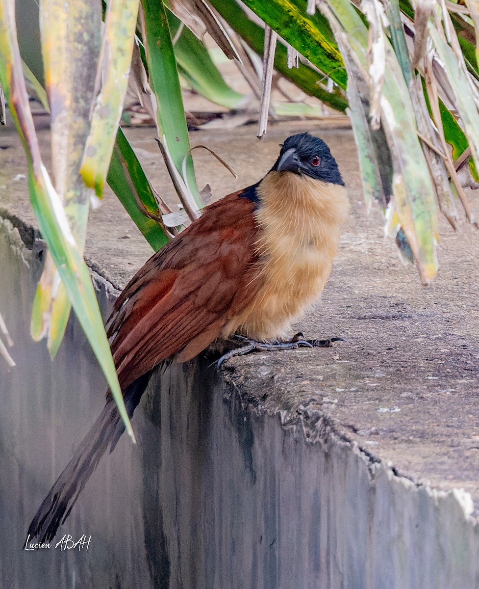 Blue-headed Coucal - ML623420467