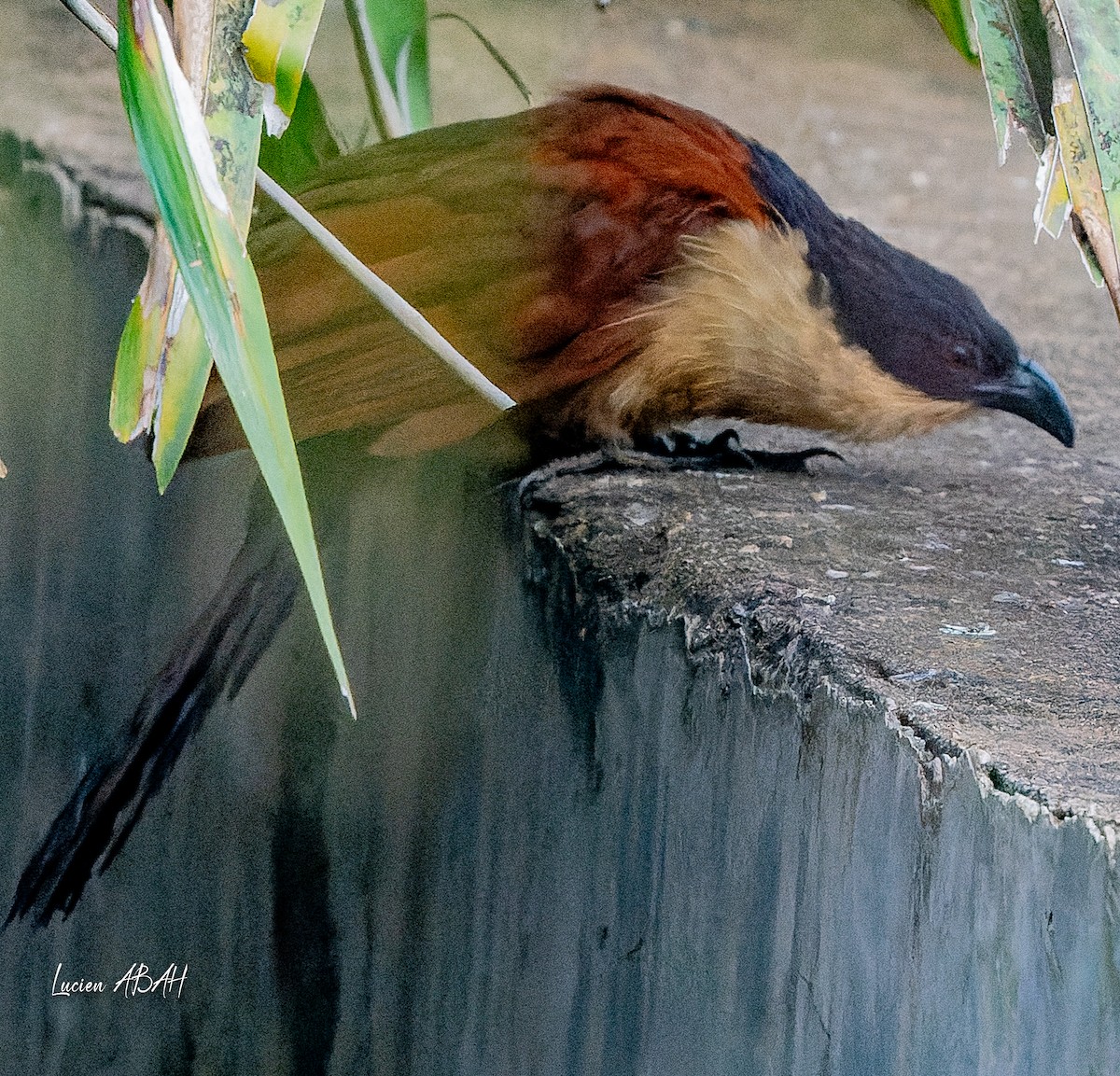 Blue-headed Coucal - ML623420468