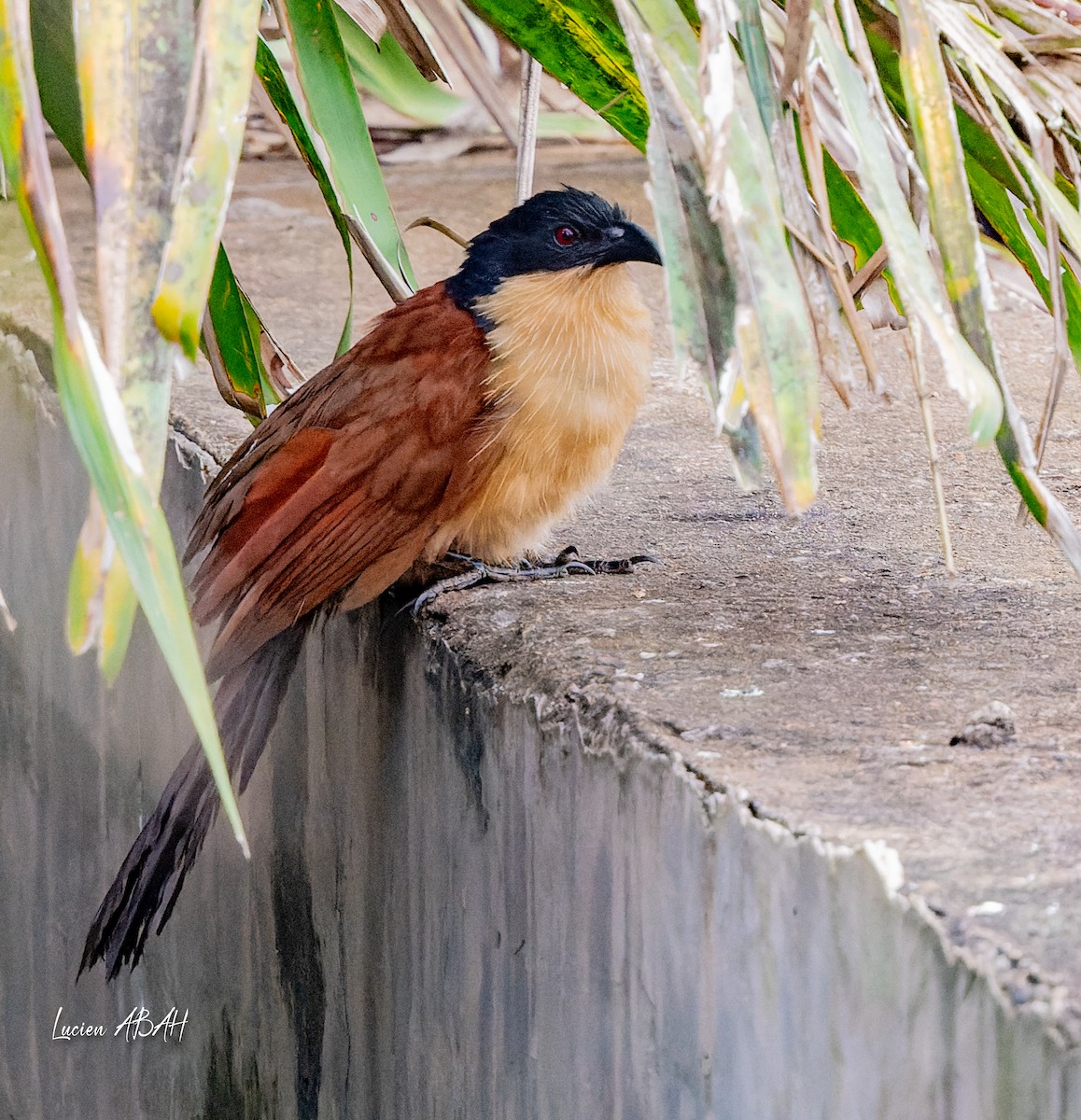 Blue-headed Coucal - ML623420469