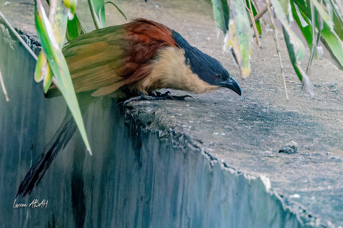 Blue-headed Coucal - ML623420470