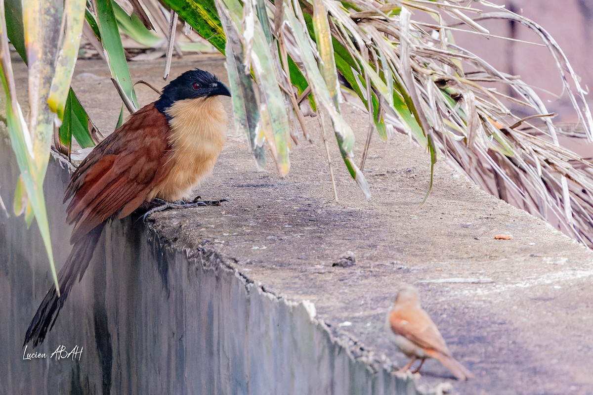 Blue-headed Coucal - ML623420471