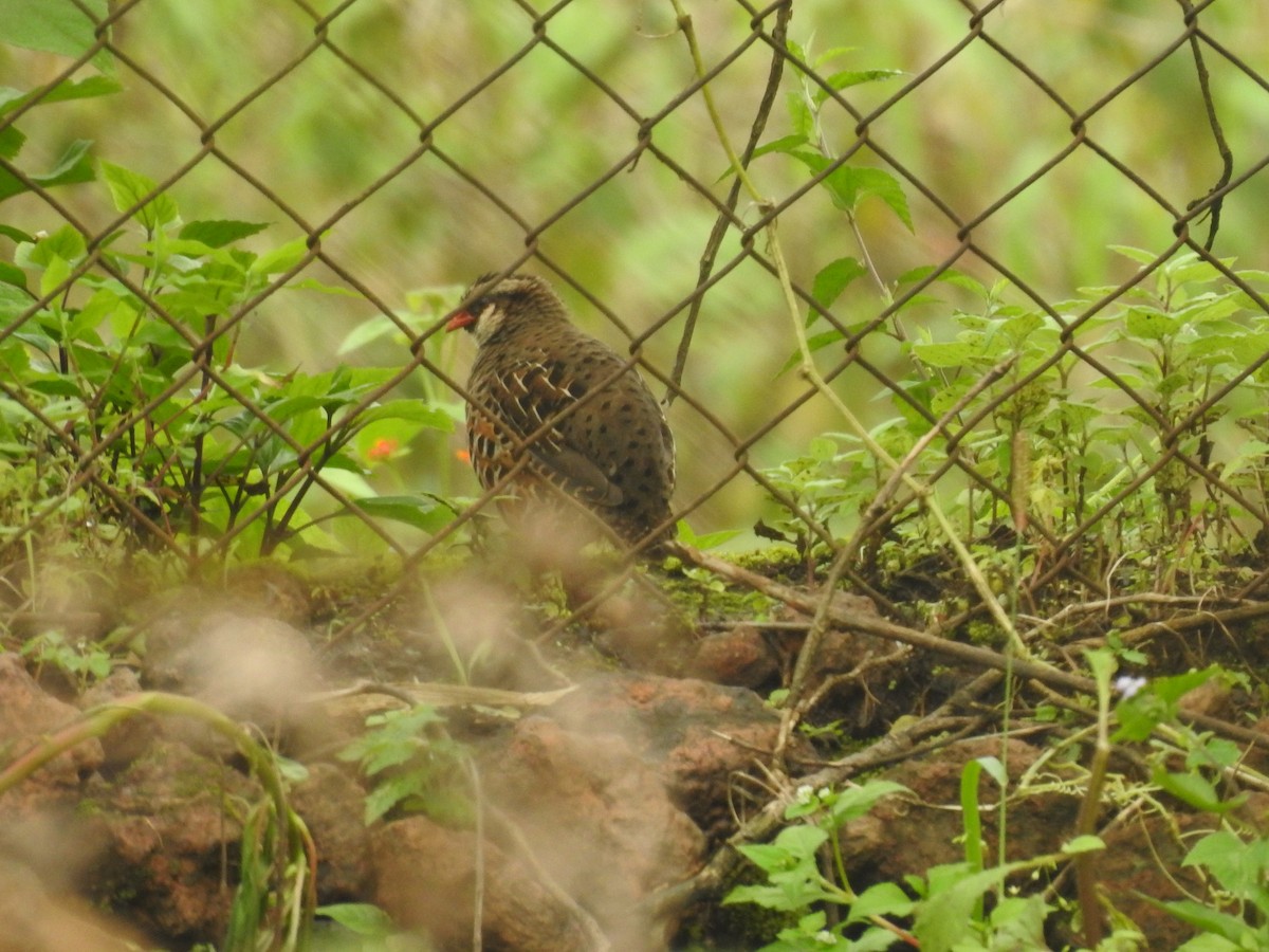 Painted Bush-Quail - ML623420488