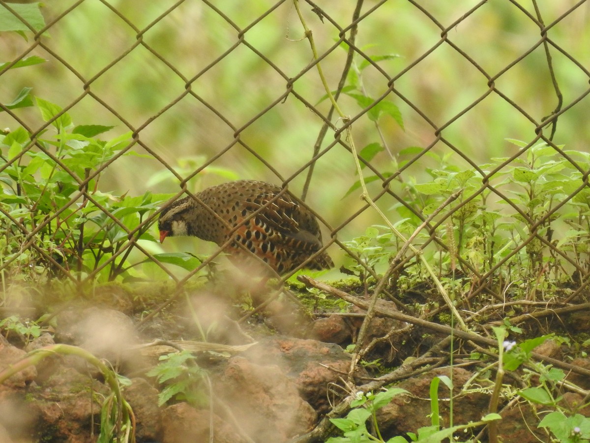 Painted Bush-Quail - ML623420489