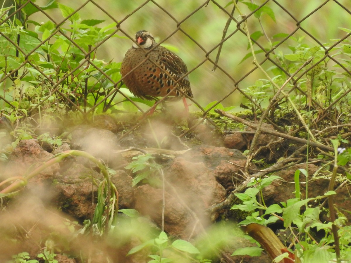 Painted Bush-Quail - ML623420490