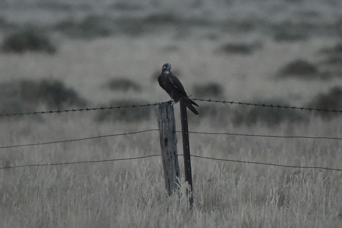 Black Falcon - ML623420683