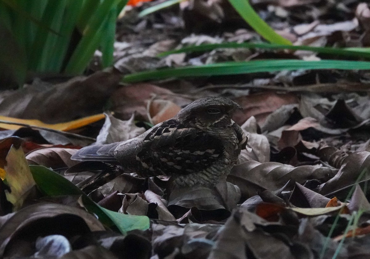 Large-tailed Nightjar - ML623420723