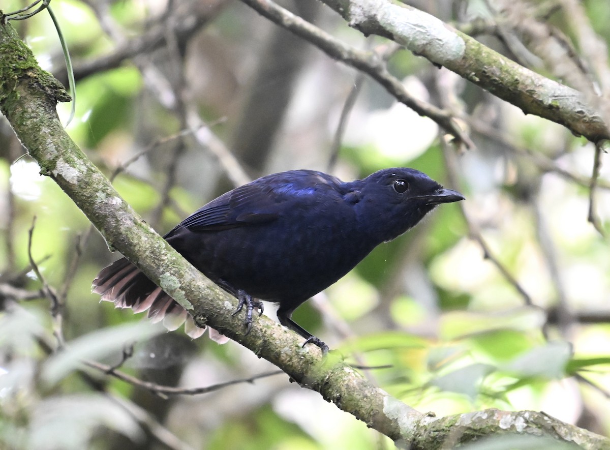 Javan Whistling-Thrush - ML623420739