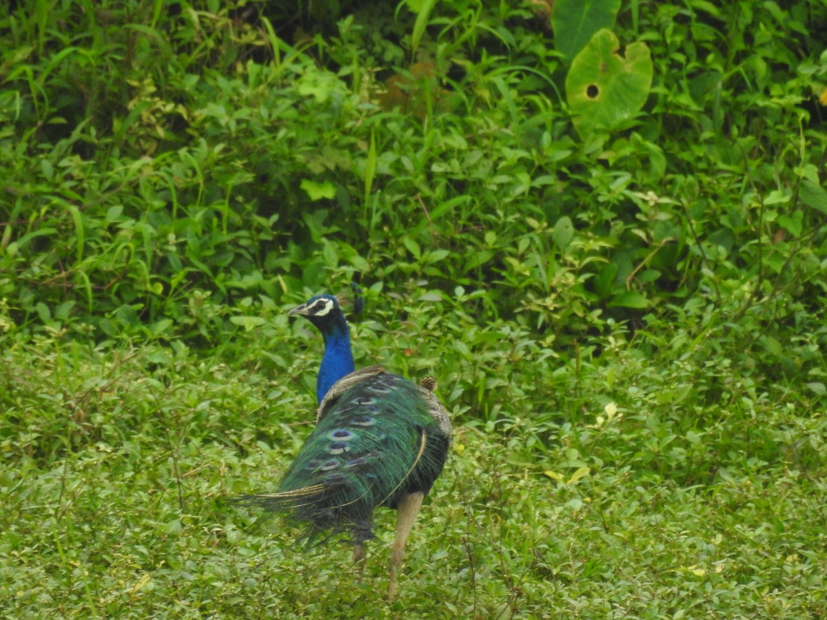 Indian Peafowl - ML623420758