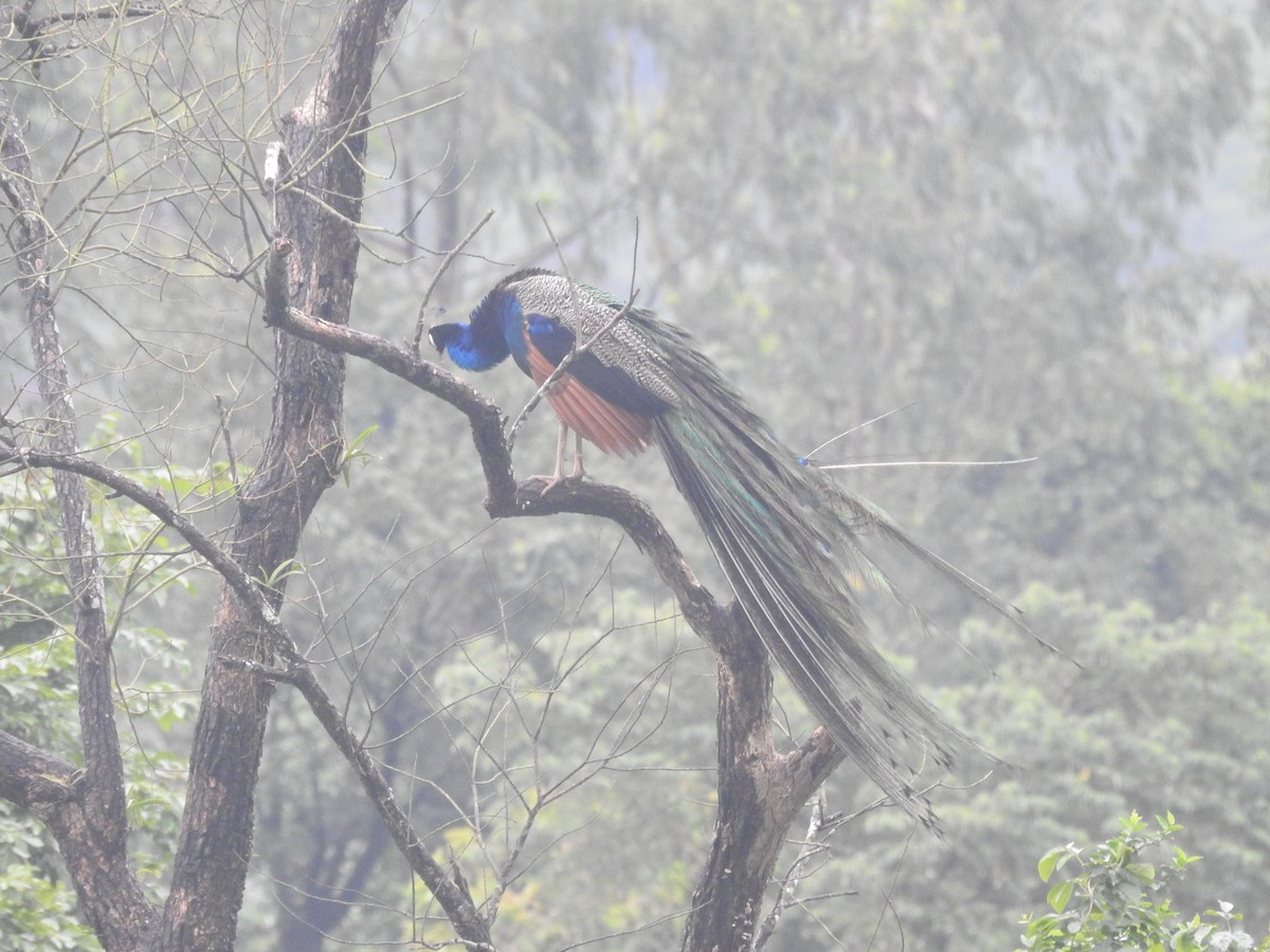 Indian Peafowl - ML623420763