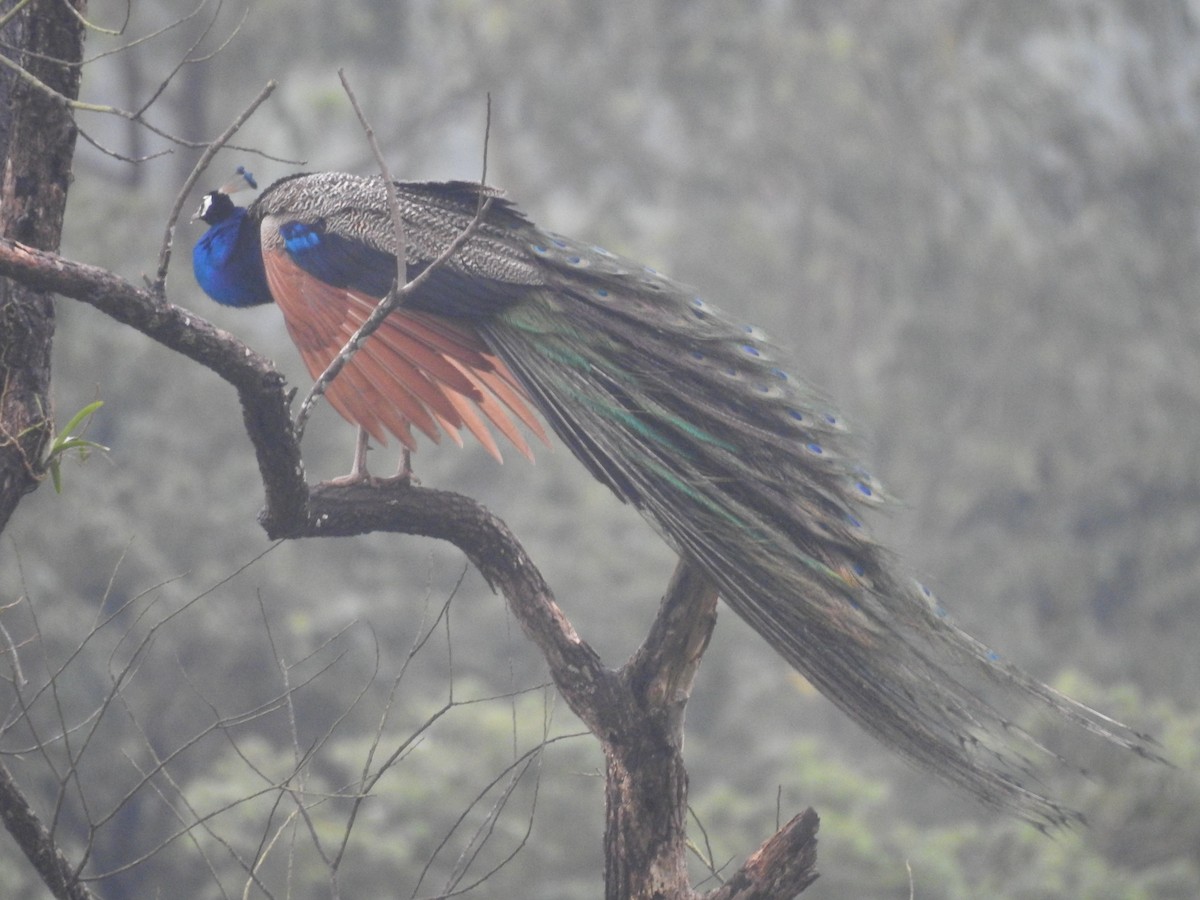 Indian Peafowl - ML623420764