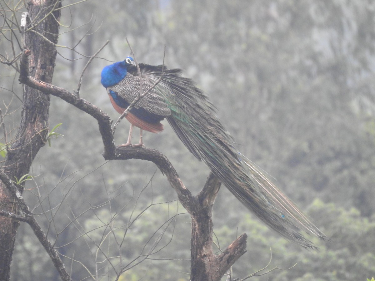 Indian Peafowl - ML623420765