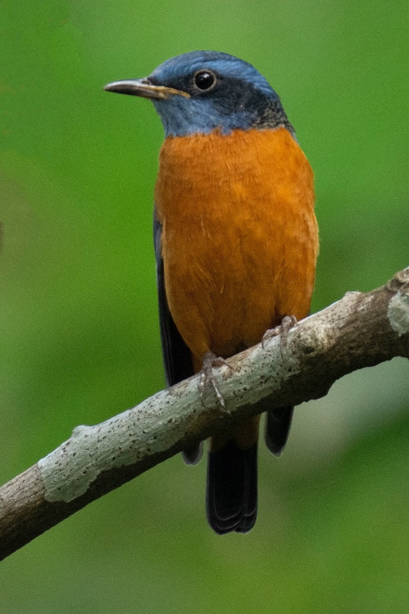 Blue-capped Rock-Thrush - ML623420766