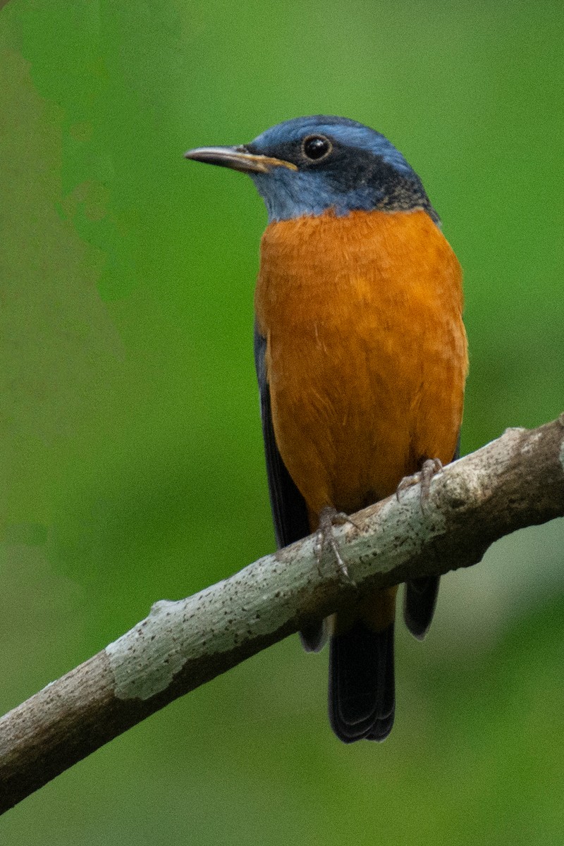 Blue-capped Rock-Thrush - ML623420767