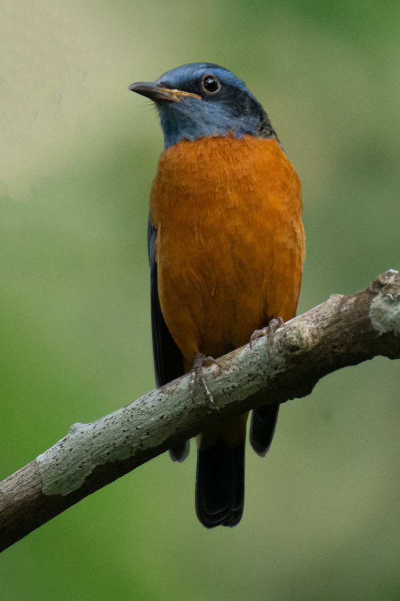 Blue-capped Rock-Thrush - ML623420768