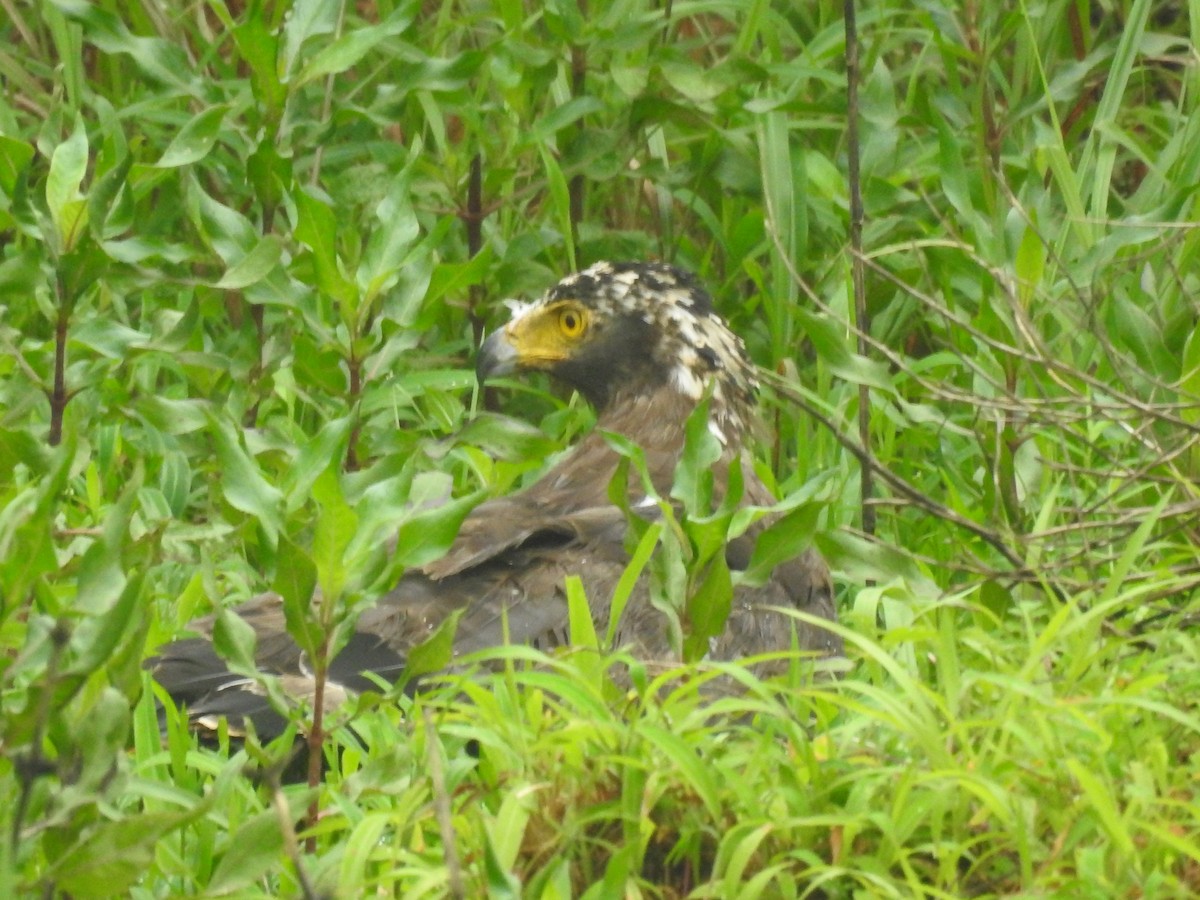 Crested Serpent-Eagle - ML623420778